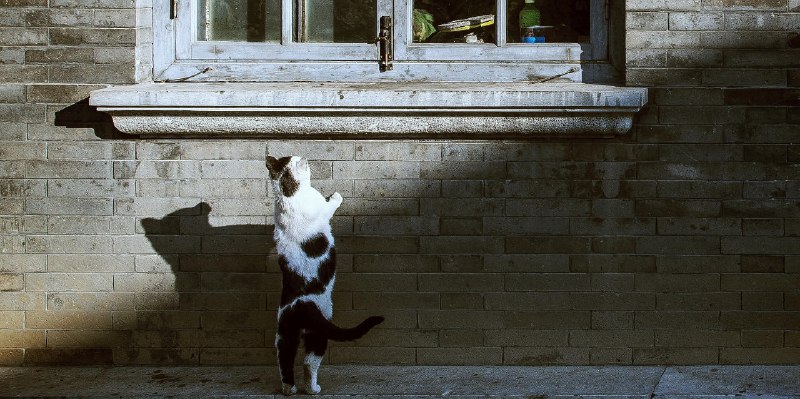 长大后，如果是时间修剪了我们的好奇心，我们应该责怪时间吗？ - 少数派